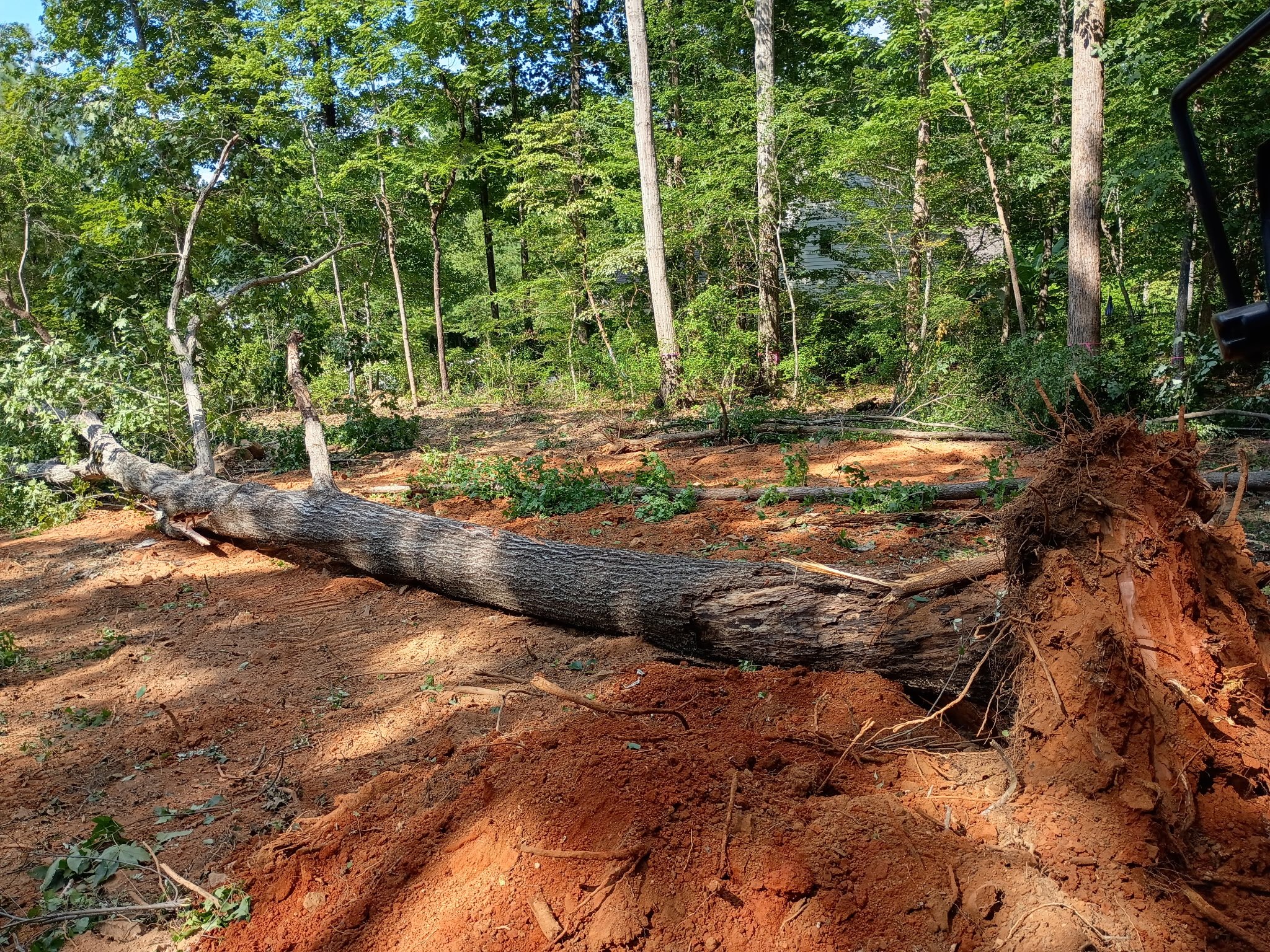 Overgrown, wooded land before clearing — North Carolina job site